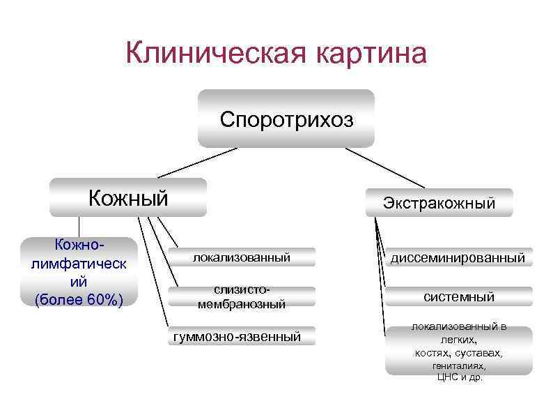 Клиническая картина Споротрихоз Кожный Кожнолимфатическ ий (более 60%) Экстракожный локализованный диссеминированный слизистомембранозный системный гуммозно-язвенный