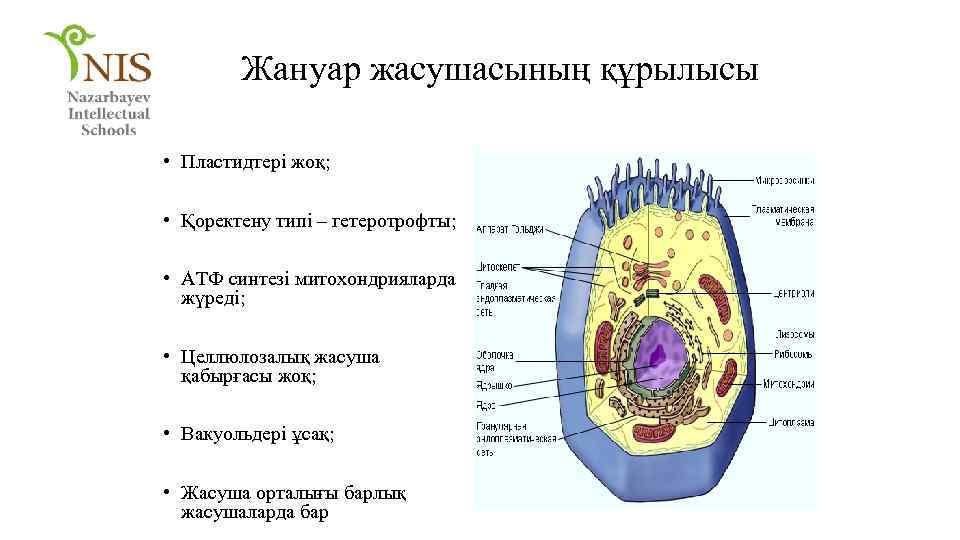 Жануар жасушасының құрылысы • Пластидтері жоқ; • Қоректену типі – гетеротрофты; • АТФ синтезі