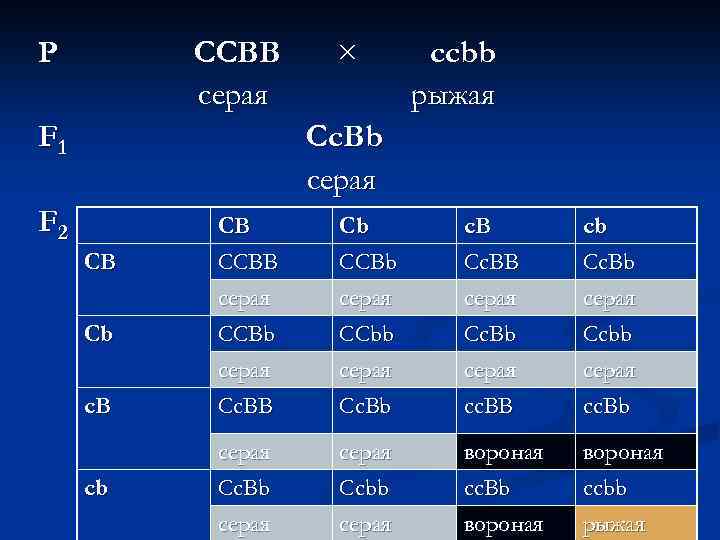 P CCBB серая F 1 × ccbb рыжая Cc. Bb серая F 2 Сb