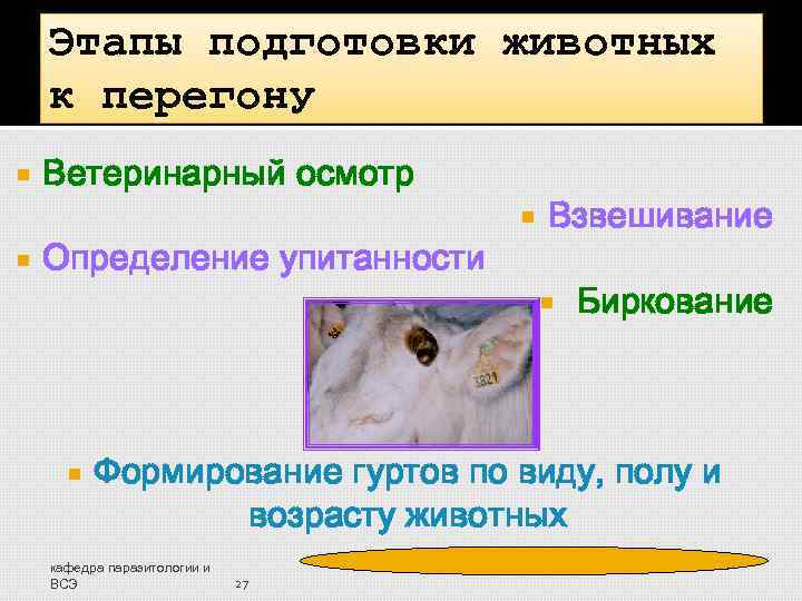 Этапы подготовки животных к перегону Ветеринарный осмотр Определение упитанности Взвешивание Биркование Формирование гуртов по