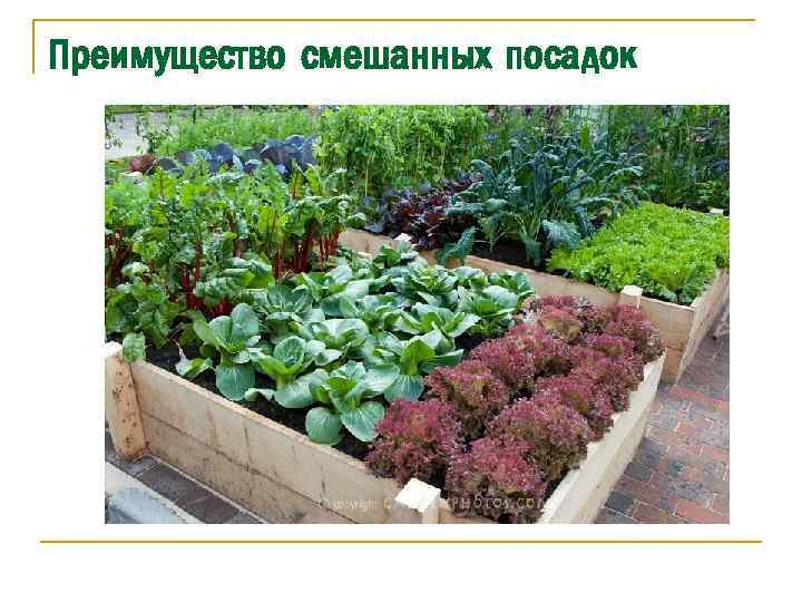 Преимущество смешанных посадок 