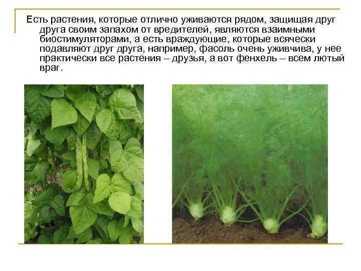 Есть растения, которые отлично уживаются рядом, защищая друга своим запахом от вредителей, являются взаимными