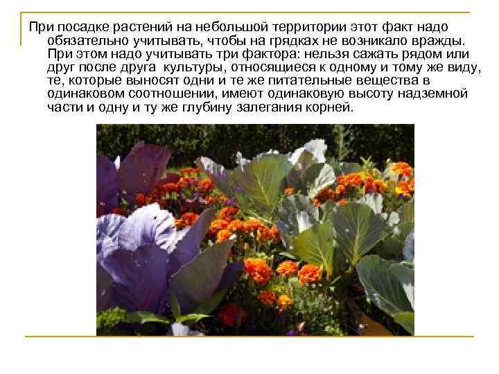 При посадке растений на небольшой территории этот факт надо обязательно учитывать, чтобы на грядках