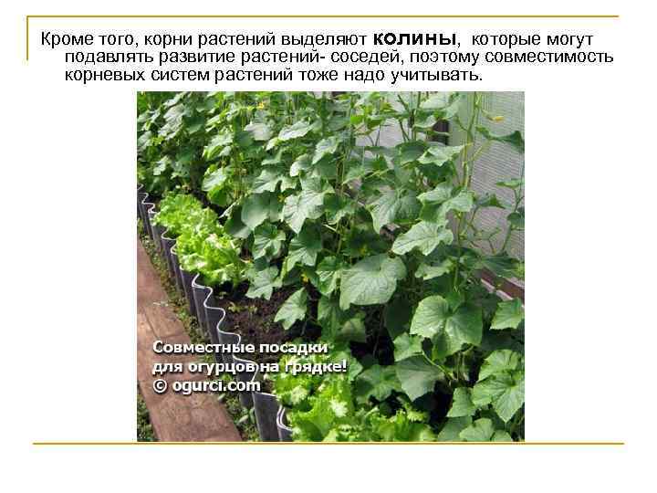 Кроме того, корни растений выделяют колины, которые могут подавлять развитие растений соседей, поэтому совместимость