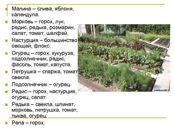 n n n n n Малина – слива, яблоня, календула. Морковь – горох, лук,