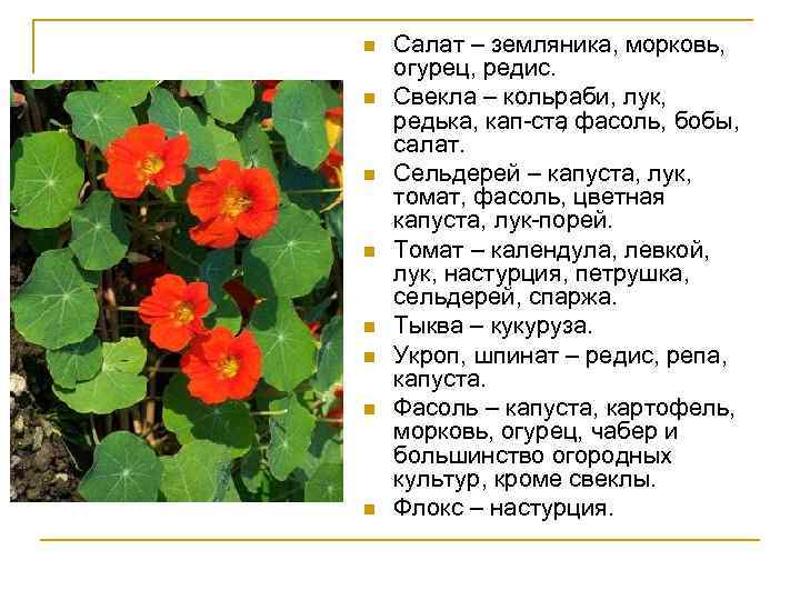 n n n n Салат – земляника, морковь, огурец, редис. Свекла – кольраби, лук,