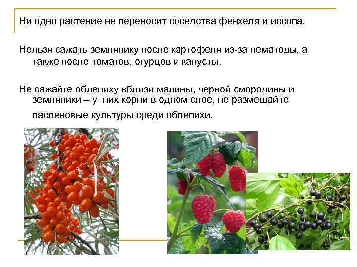 Ни одно растение не переносит соседства фенхеля и иссопа. Нельзя сажать землянику после картофеля
