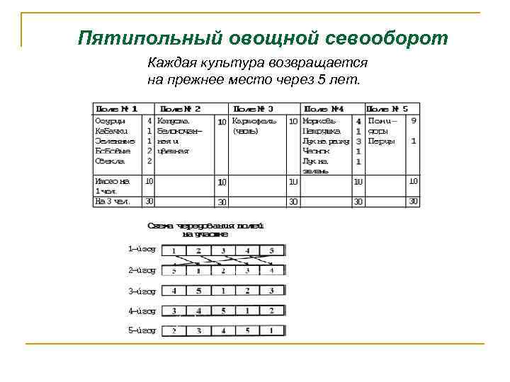Пятипольный овощной севооборот Каждая культура возвращается на прежнее место через 5 лет. 