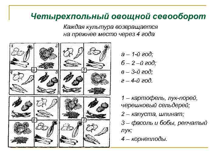 Четырехпольный овощной севооборот Каждая культура возвращается на прежнее место через 4 года а –