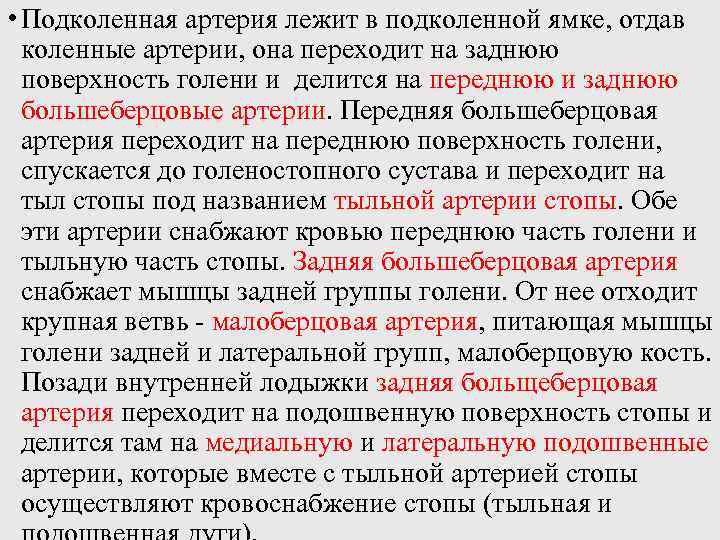  • Подколенная артерия лежит в подколенной ямке, отдав коленные артерии, она переходит на