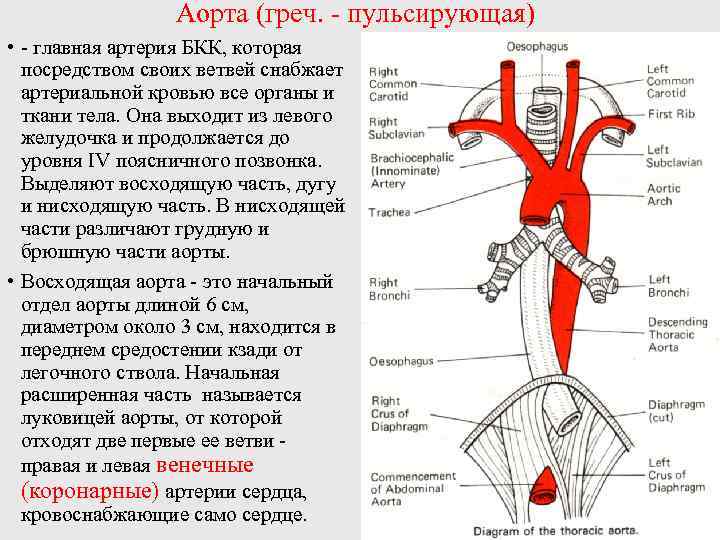  Аорта (греч. - пульсирующая) • - главная артерия БКК, которая посредством своих ветвей