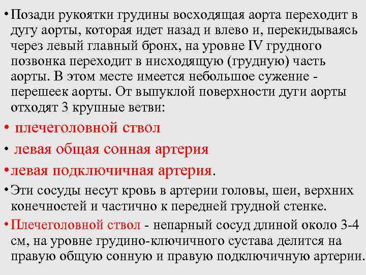  • Позади рукоятки грудины восходящая аорта переходит в дугу аорты, которая идет назад