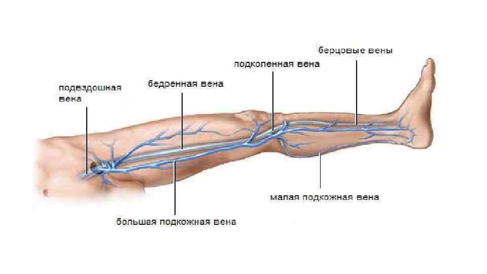 Вены нижней конечности 