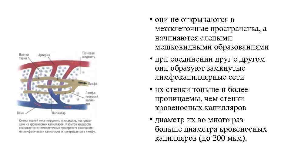  • они не открываются в межклеточные пространства, а начинаются слепыми мешковидными образованиями •