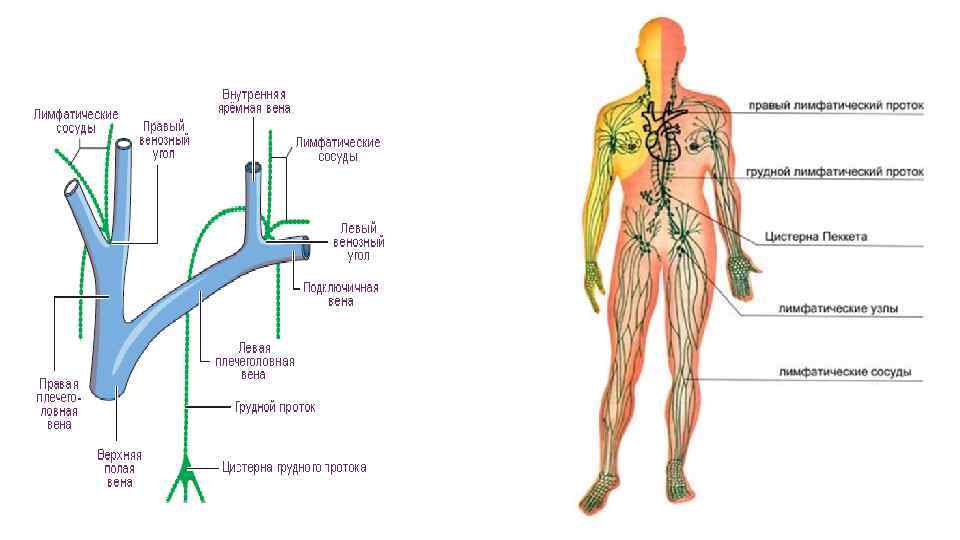 Лимфатические протоки 