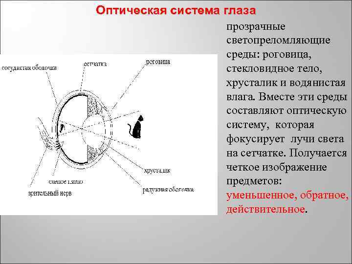 Оптическая система глаза прозрачные светопреломляющие среды: роговица, стекловидное тело, хрусталик и водянистая влага. Вместе