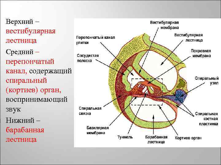  Верхний – вестибулярная лестница Средний – перепончатый канал, содержащий спиральный (кортиев) орган, воспринимающий
