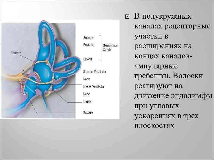  В полукружных каналах рецепторные участки в расширениях на концах каналов- ампулярные гребешки. Волоски