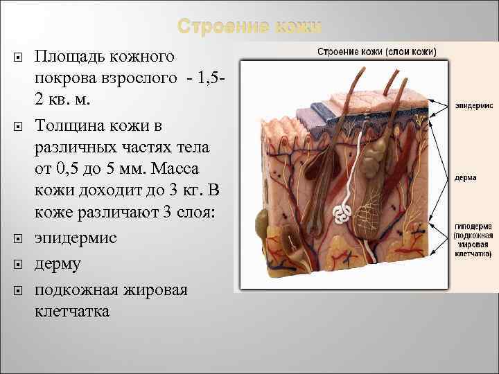 Строение кожи Площадь кожного покрова взрослого - 1, 52 кв. м. Толщина кожи в