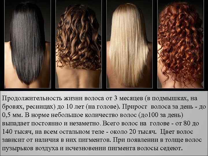 Продолжительность жизни волоса от 3 месяцев (в подмышках, на бровях, ресницах) до 10 лет