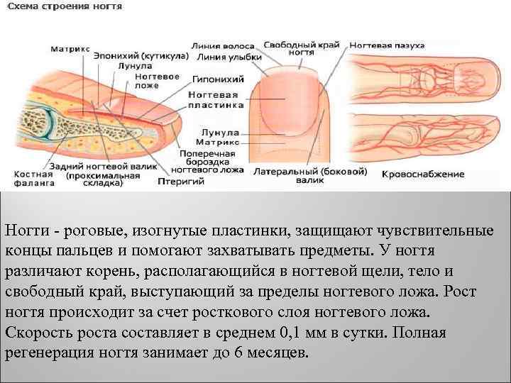 Ногти - роговые, изогнутые пластинки, защищают чувствительные концы пальцев и помогают захватывать предметы. У