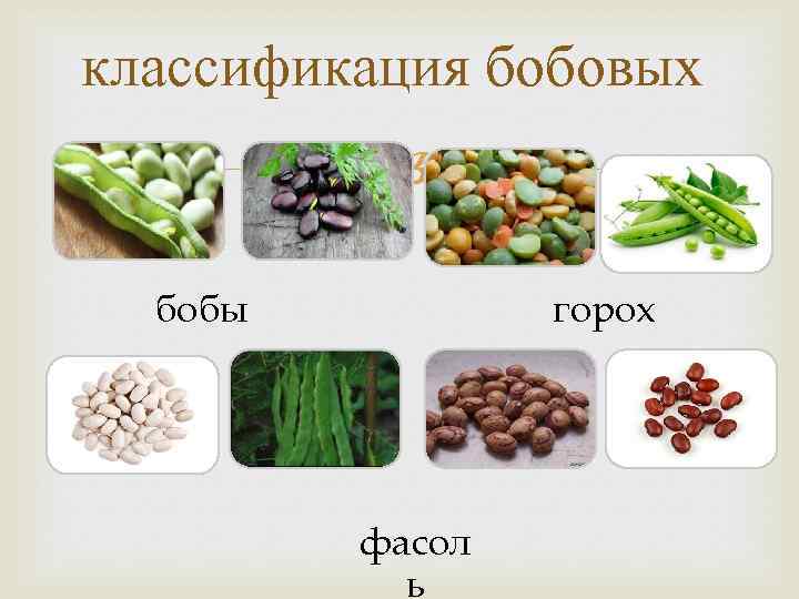 классификация бобовых бобы горох фасол ь 