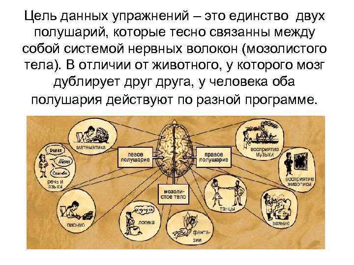 Цель данных упражнений – это единство двух полушарий, которые тесно связанны между собой системой