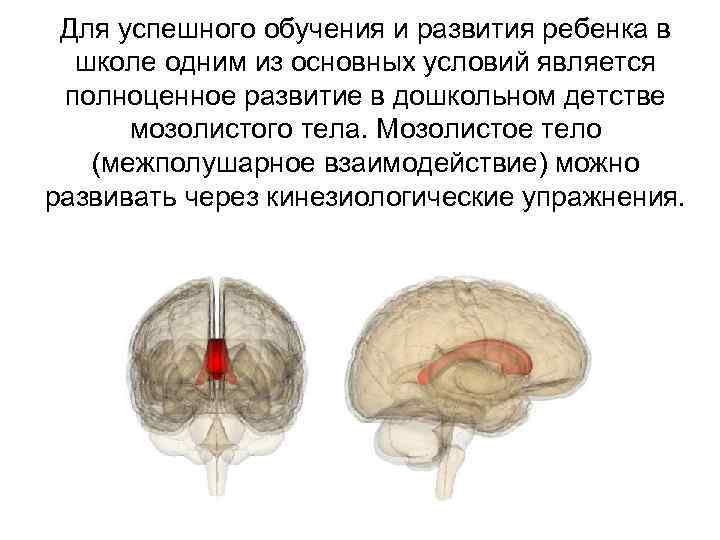 Для успешного обучения и развития ребенка в школе одним из основных условий является полноценное