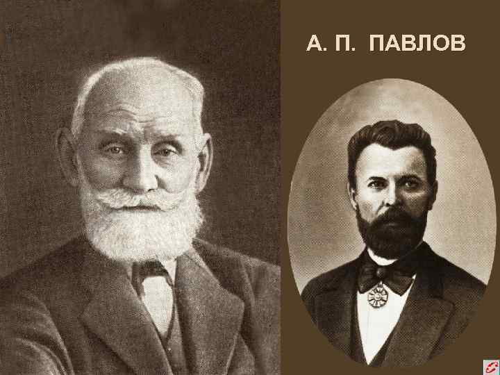 А. П. ПАВЛОВ 