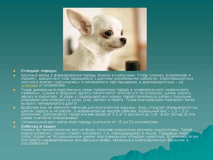 u u u Стандарт породы Крупный вклад в формирование породы внесли и заводчики. Чтобы