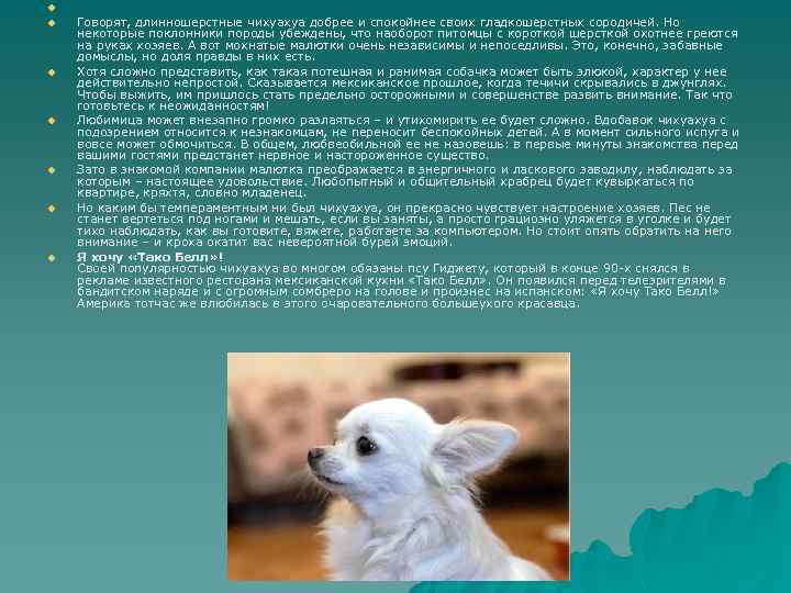 u u u u Говорят, длинношерстные чихуахуа добрее и спокойнее своих гладкошерстных сородичей. Но