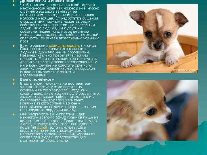 u u u Дрессировка и воспитание Чтобы питомица проявляла свой горячий мексиканский нрав как