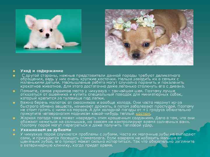 u u u u Уход и содержание С другой стороны, нежные представители данной породы