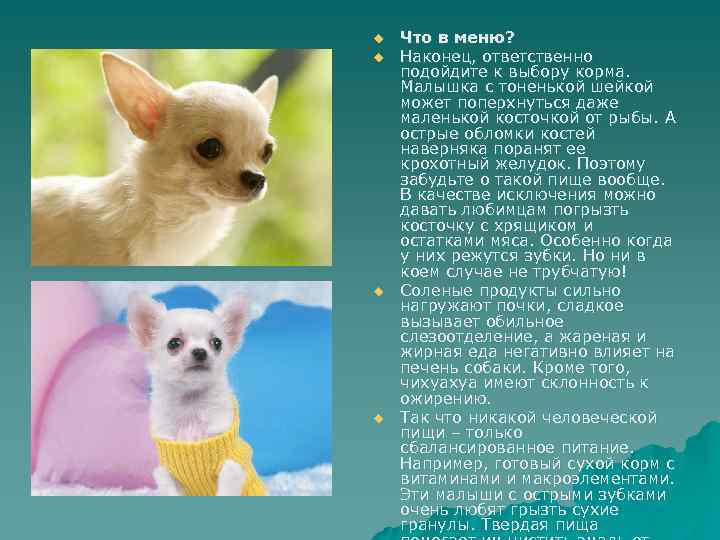 u u Что в меню? Наконец, ответственно подойдите к выбору корма. Малышка с тоненькой