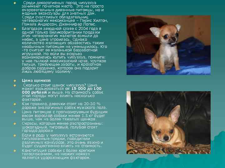 u u u u u Среди декоративных пород чихуахуа занимают почетное место. Это не
