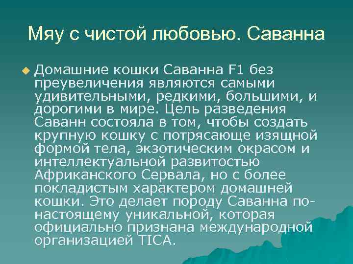 Мяу с чистой любовью. Саванна u Домашние кошки Саванна F 1 без преувеличения являются