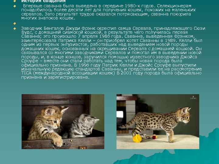 u u История создания Впервые саванна была выведена в середине 1980 -х годов. Селекционерам