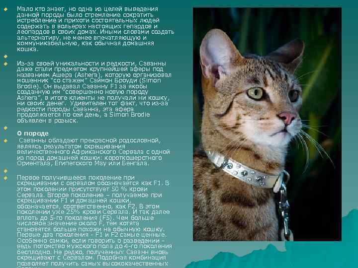 u u u u Мало кто знает, но одна из целей выведения данной породы