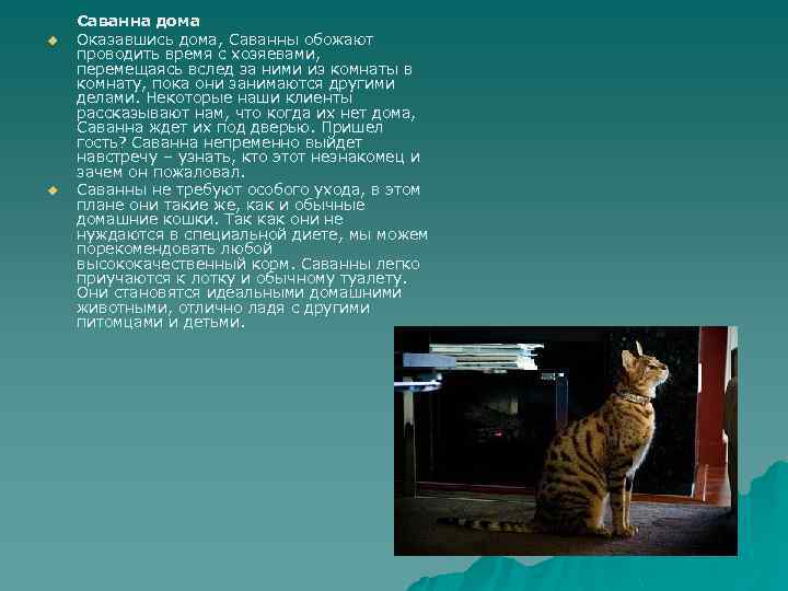 u u Саванна дома Оказавшись дома, Саванны обожают проводить время с хозяевами, перемещаясь вслед