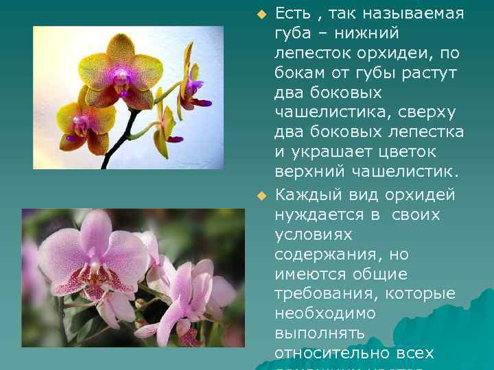 u u Есть , так называемая губа – нижний лепесток орхидеи, по бокам от