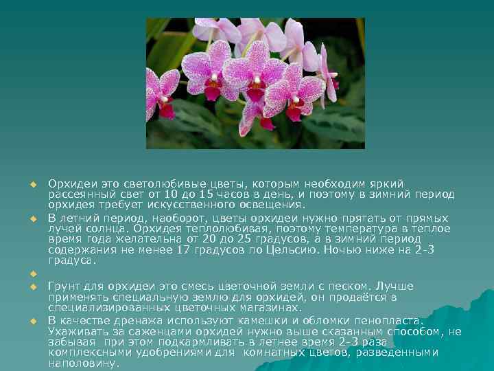 u u u Орхидеи это светолюбивые цветы, которым необходим яркий рассеянный свет от 10