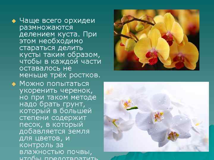 u u Чаще всего орхидеи размножаются делением куста. При этом необходимо стараться делить кусты