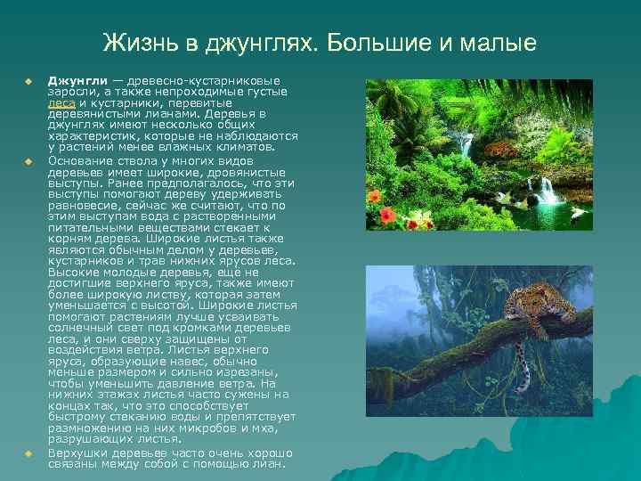 Жизнь в джунглях. Большие и малые u u u Джунгли — древесно-кустарниковые заросли, а
