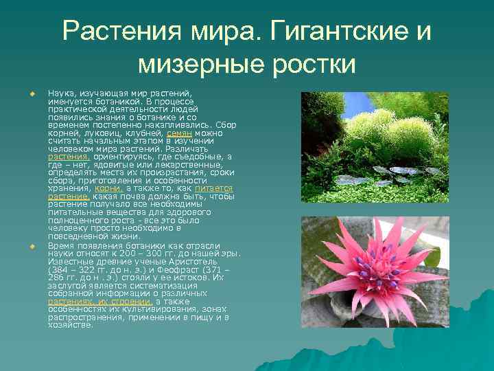 Растения мира. Гигантские и мизерные ростки u u Наука, изучающая мир растений, именуется ботаникой.