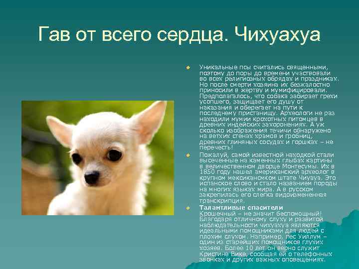 Гав от всего сердца. Чихуахуа u u u Уникальные псы считались священными, поэтому до