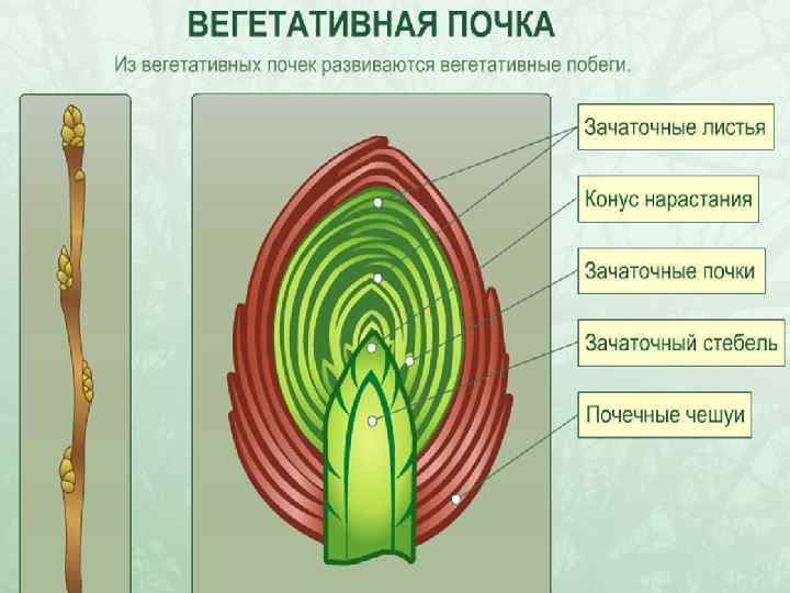 Зоны корня картинка