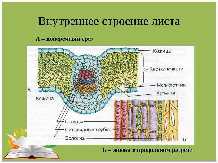 Отметьте на фотографии голосеменного растения вегетативный орган любой и генеративный орган