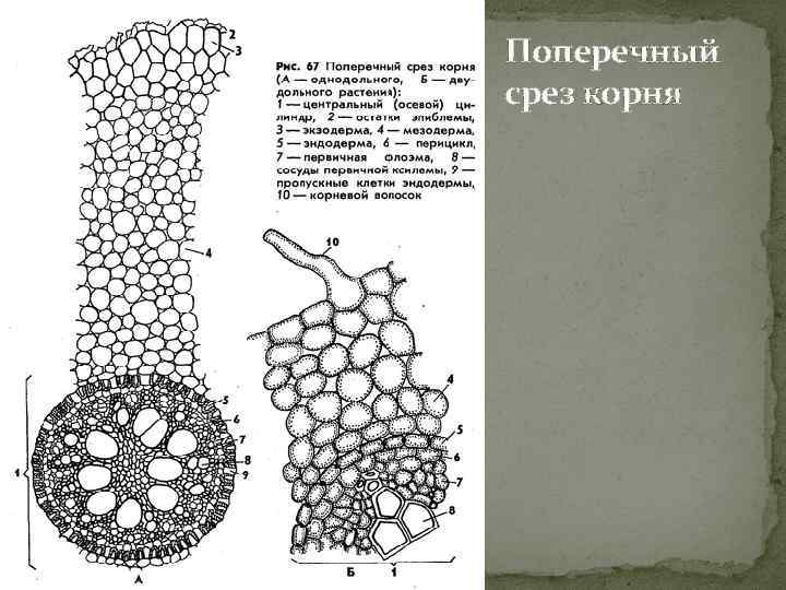 Поперечный срез корня 