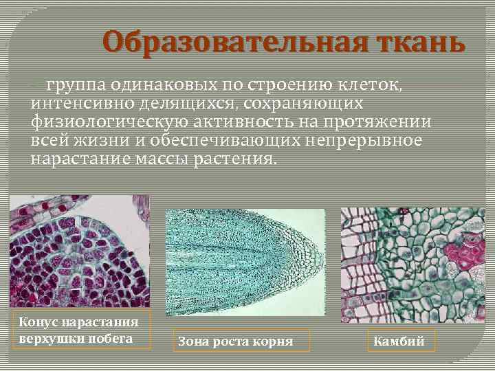 Образовательная ткань особенности