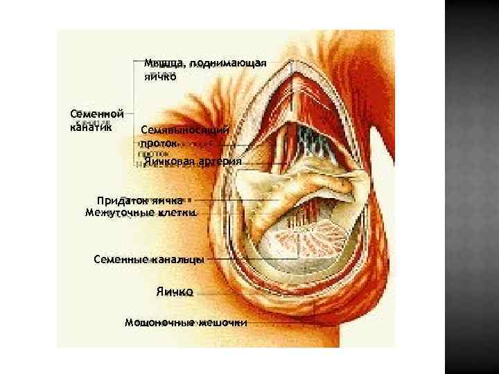 Мышца, поднимающая яичко Семенной канатик Семявыносящий проток Яичковая артерия Придаток яичка Межуточные клетки Семенные